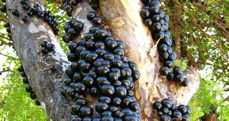 嘉寶果（Jabuticaba）