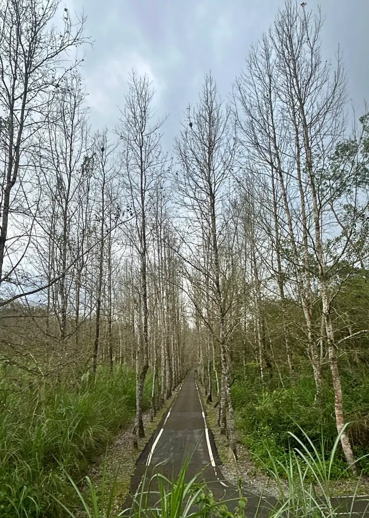 圖04 光復鄉大農大富平地森林園區本來就是賞鳥熱點，一邊散步一邊賞鳥，非常舒適