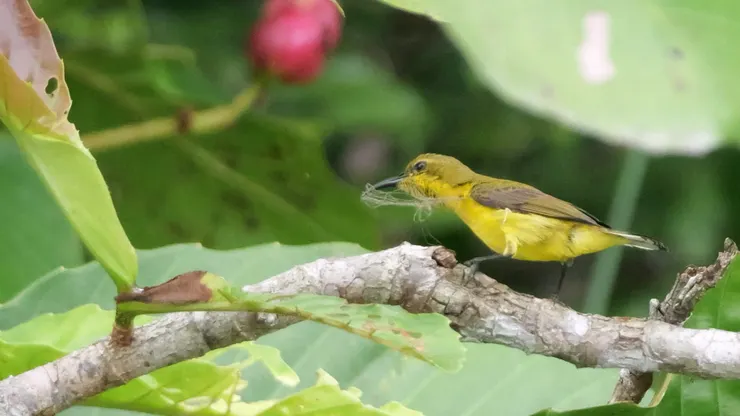 黃腹花蜜鳥（女） Olive-backed Sunbird（F）