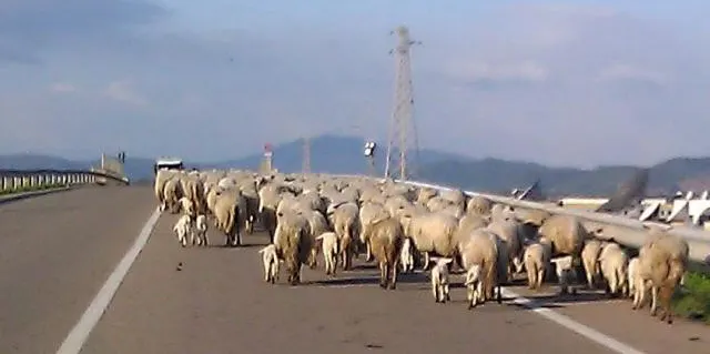 照片: 路上常見到的羊群