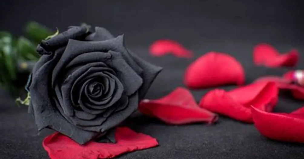 甲文卿(ˊ▽ˋ~艸)的沙龍