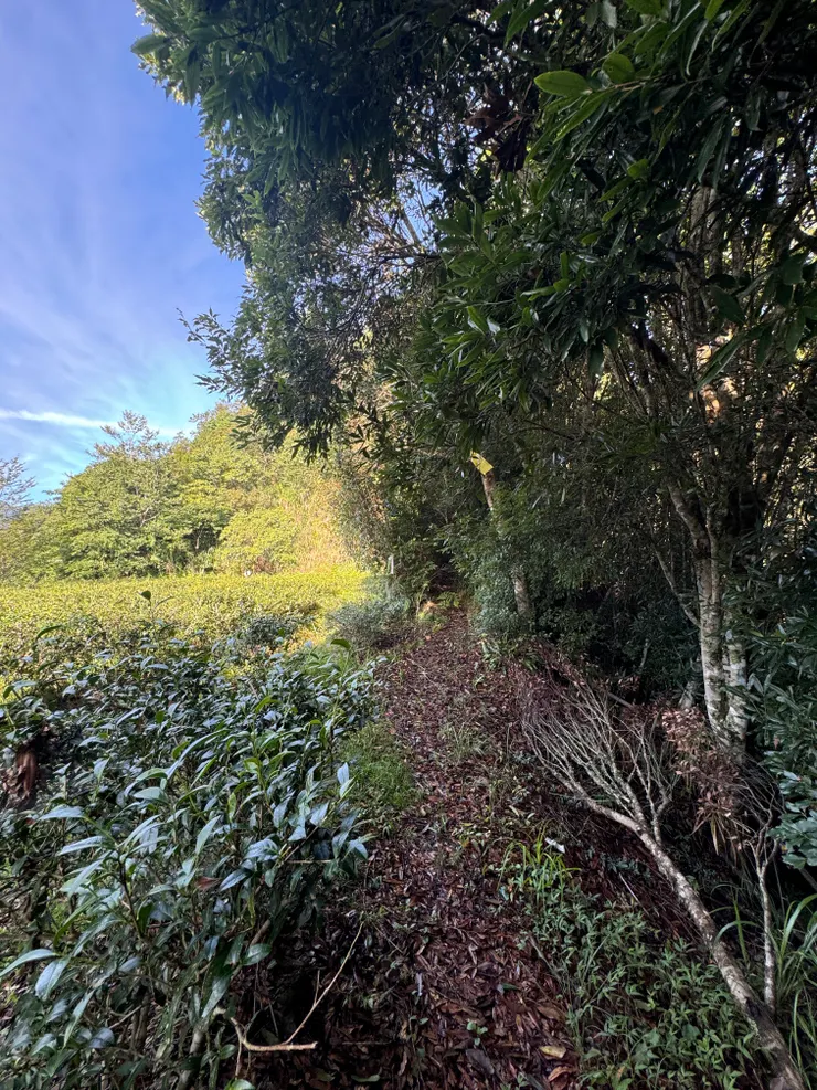 茶園旁的低陸山登山口。