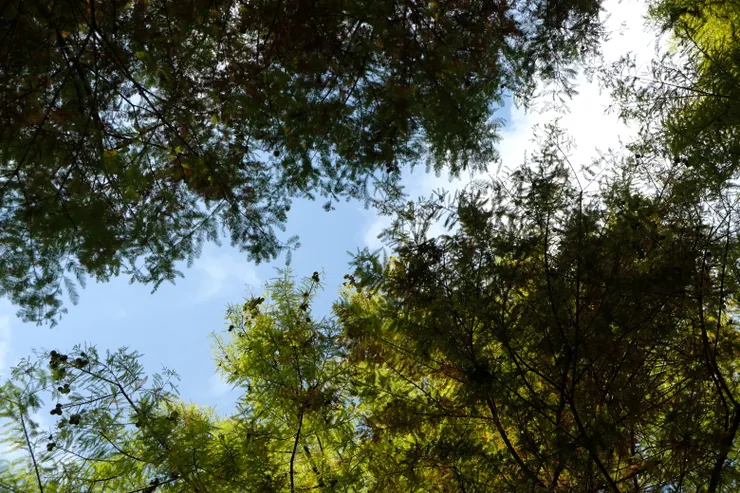 喜歡這樣星斑撒下的陽光