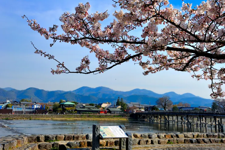 到南岸的嵐山公園中之島區，群櫻見頃，洗手間週邊，最是繁盛