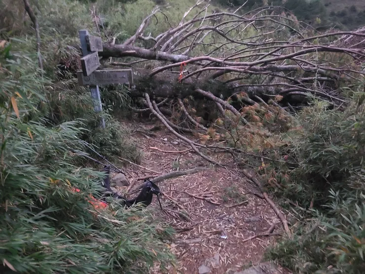 爛營地，倒木。應該帶個鋸子來的