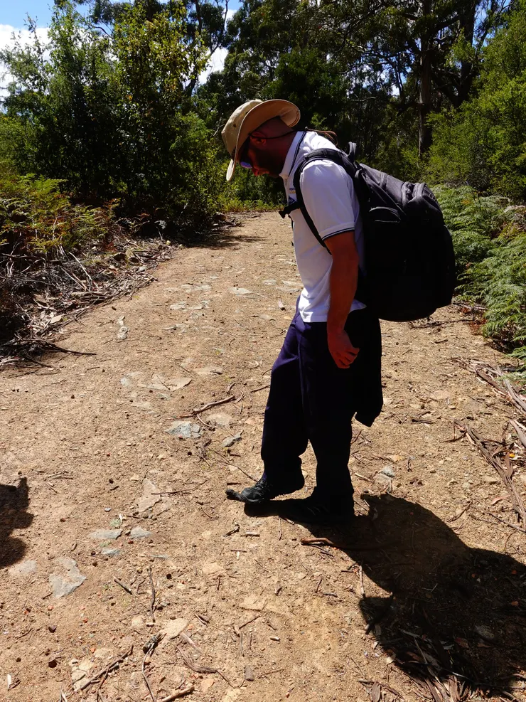 塔斯馬尼亞惡魔的排遺