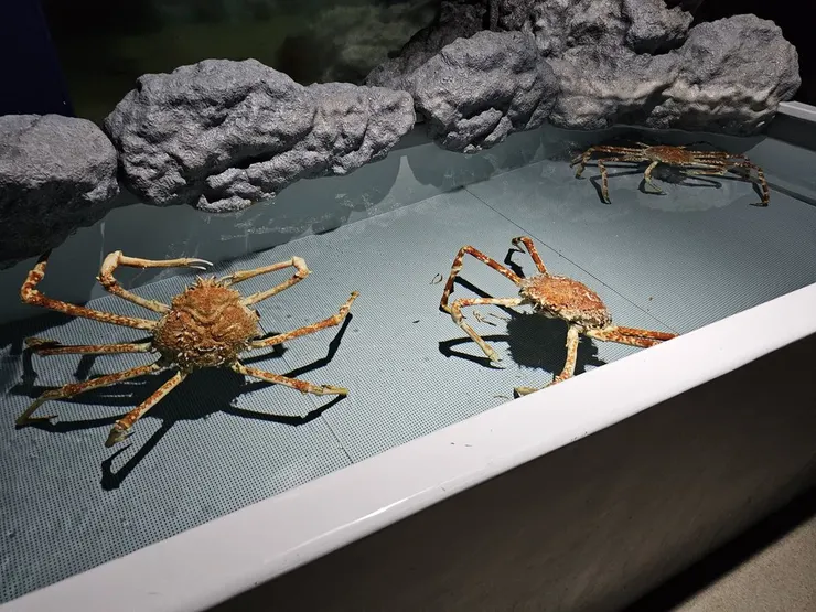 駿河灣名產: 蜘蛛蟹，他還推薦去摸摸他們背上的外殼，有一對當地的情侶還把它抱出水面，感覺有點恐怖