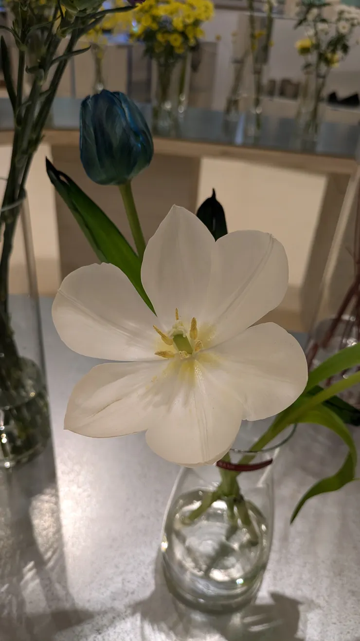 白色鬱金香花開