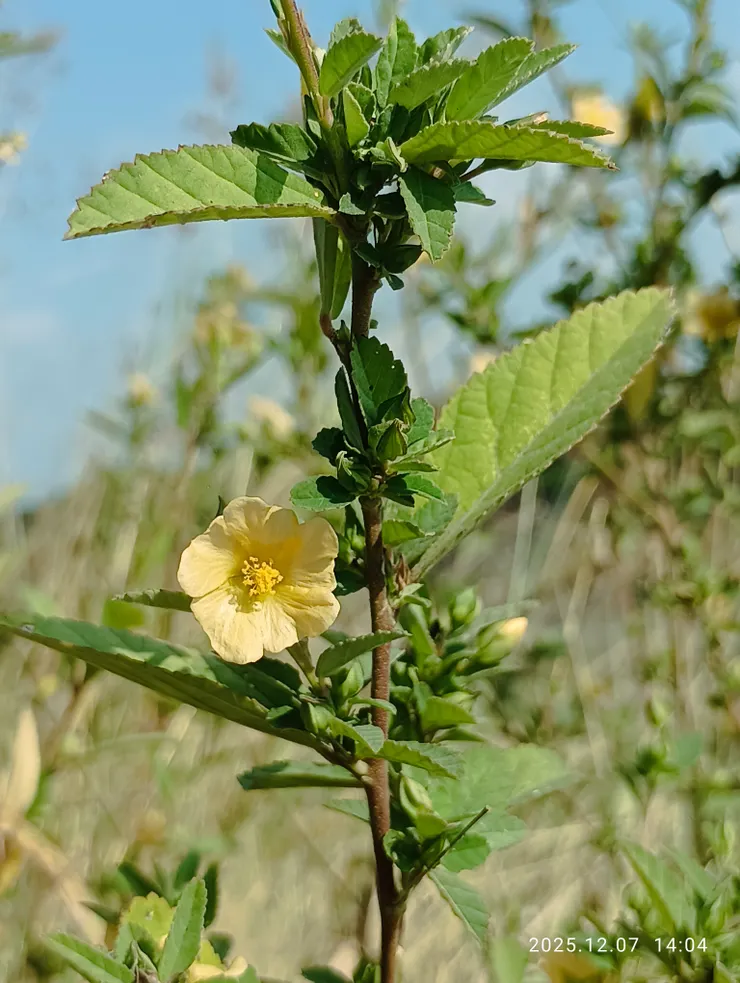 白背黃花稔，葉背是白色