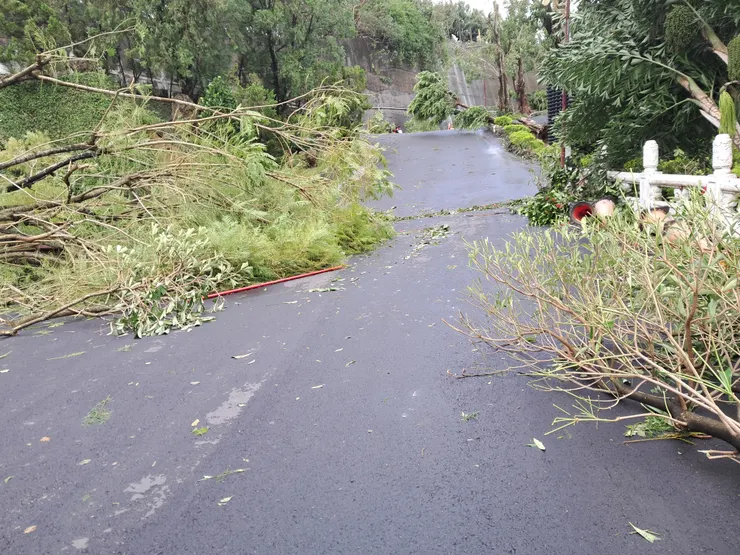 藍花楹連根拔起，倒在路邊。