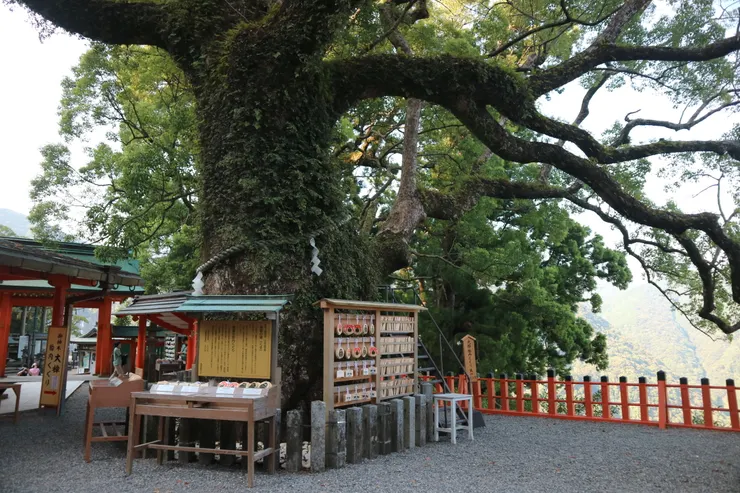 原本也想好好看看著個那智大設的神木的，但時間太趕只能作罷