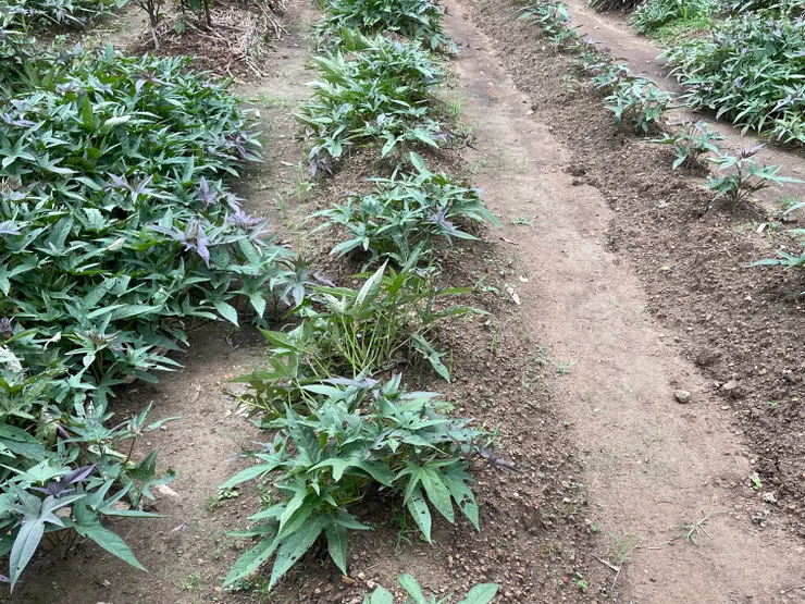 地瓜的畦是山型的，讓排水更快
