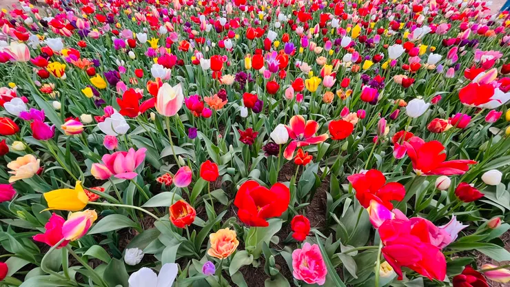 各種顏色、造型的鬱金香都有。