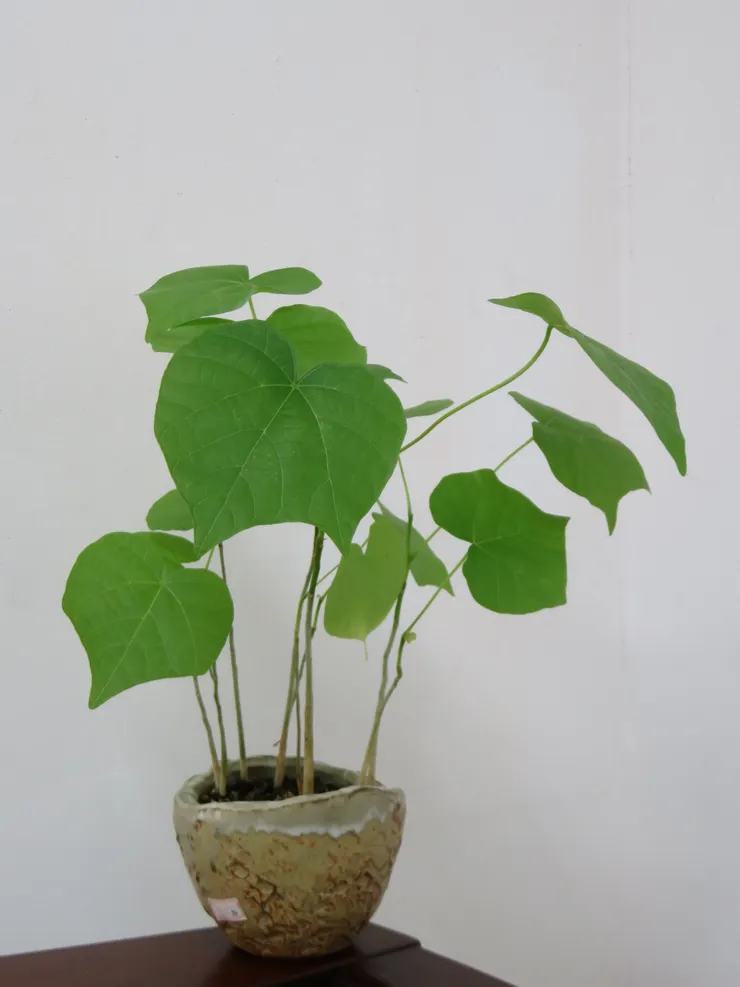 萬金石社大107.04.13