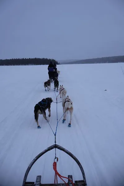 狗狗拉雪橇的第一視角。