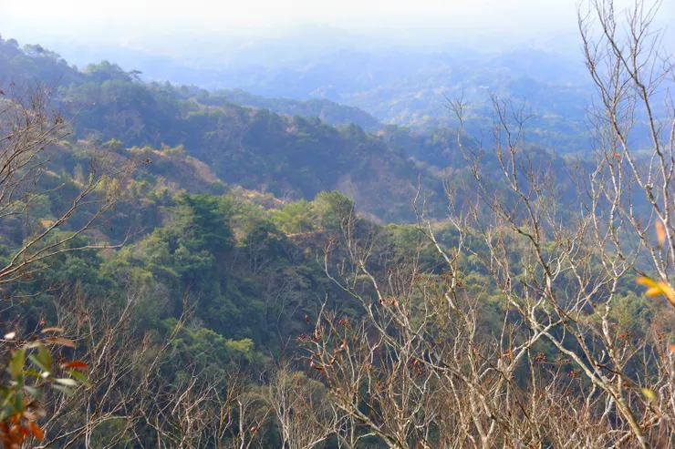 【冬的腳印越踏越深秋的繽紛褪去 唯亞熱的島難擺脫幾乎惱人的綠】