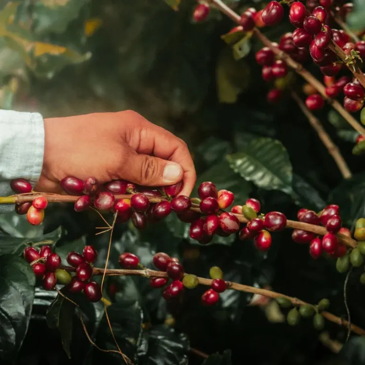  聖文森處理廠 金松莊園 厭氧蜜處理 卡杜艾，是一支能讓你感受到熱帶陽光與職人精神的精品咖啡