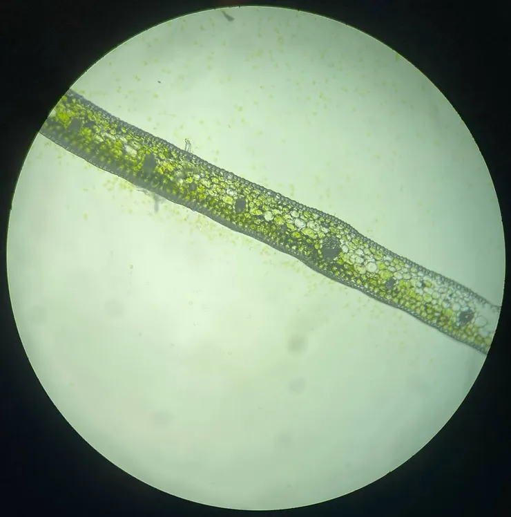 Cross Section of leaf of Dracaena sanderiana (100x)