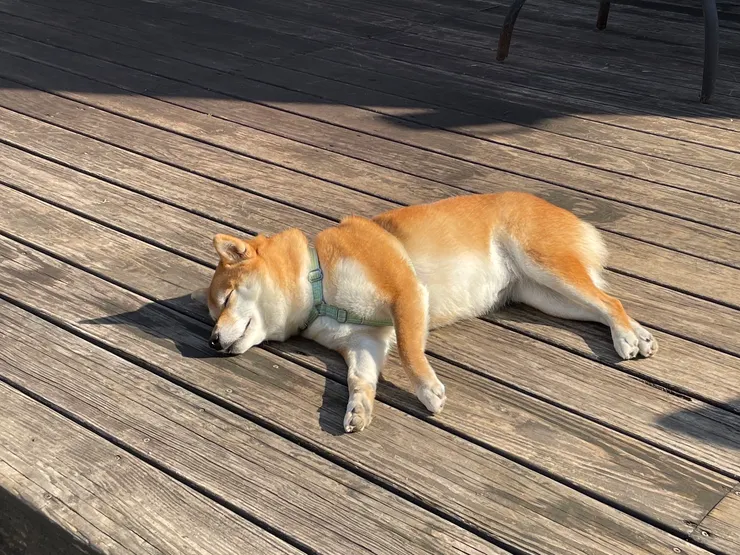 我真的很喜歡這隻很愜意在躺躺的柴柴，希望有朝一日人生也可以這樣舒適。