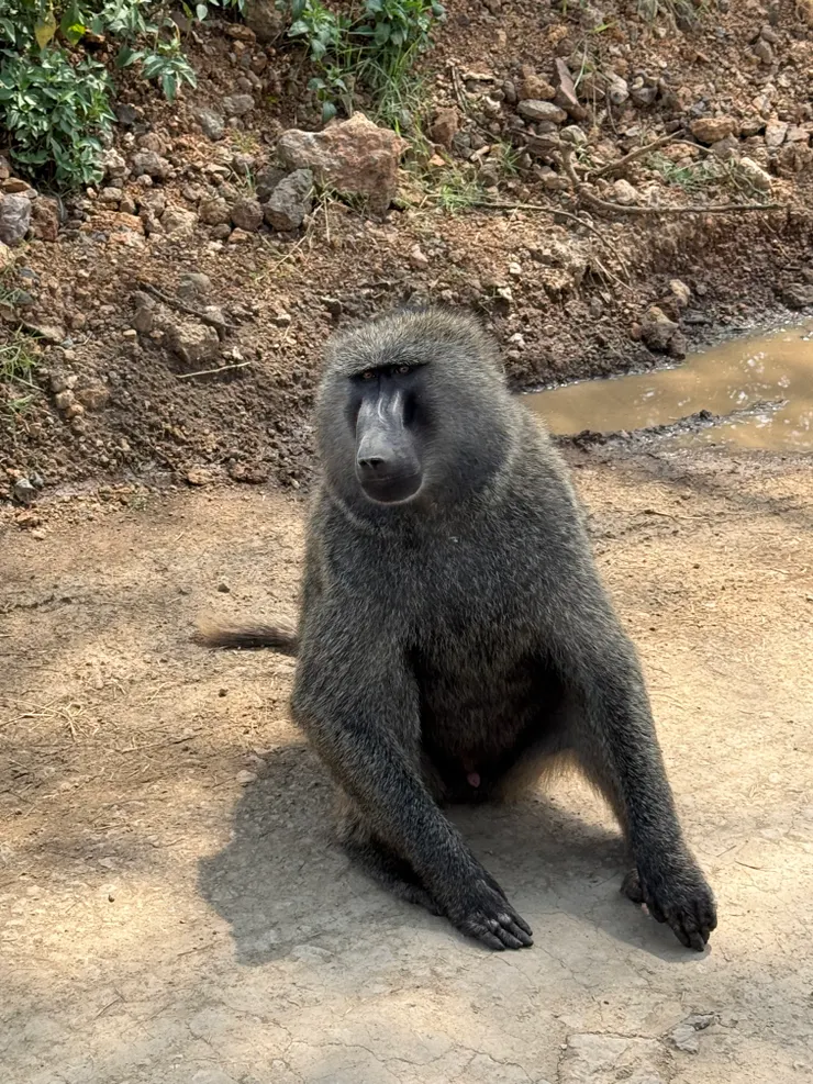 有藍色蛋蛋的狒狒（藏起來了看不到）