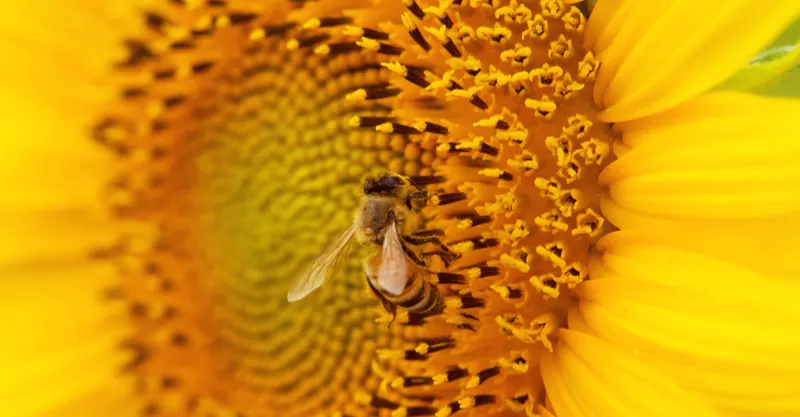 魔法森林裡的鹿的沙龍