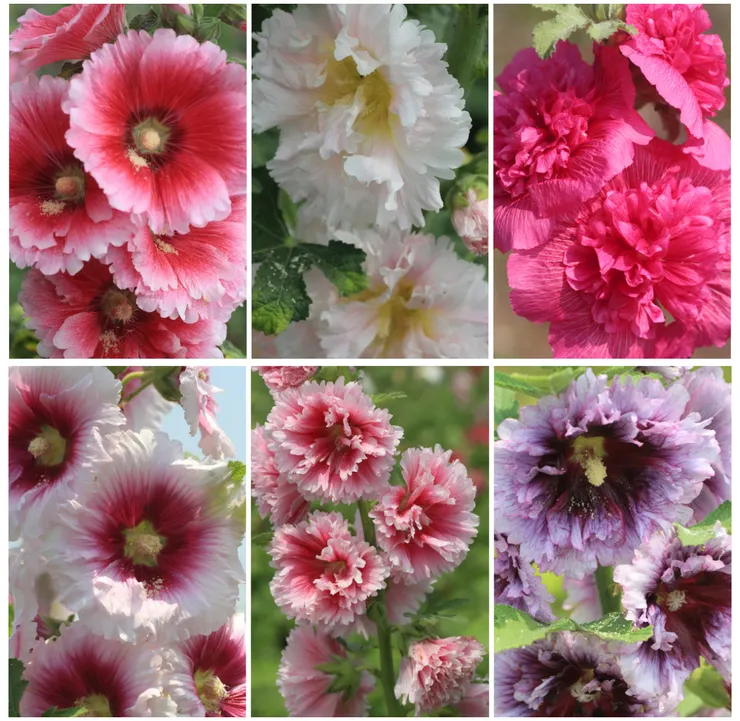 蜀葵花色繽紛又碩大無朋，早在西漢就已是妝點宮廷苑囿的奇花！