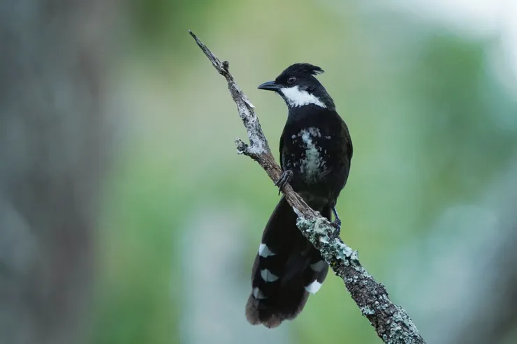 常常只聞其聲的森林鳥種 Eastern Whipbird