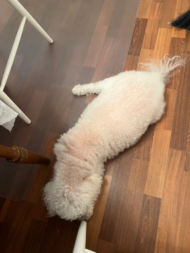 吃晚飯的時候，Benny照例趴在我旁邊，能見到他的粉紅皮膚，還有隱隱可見的老狗斑