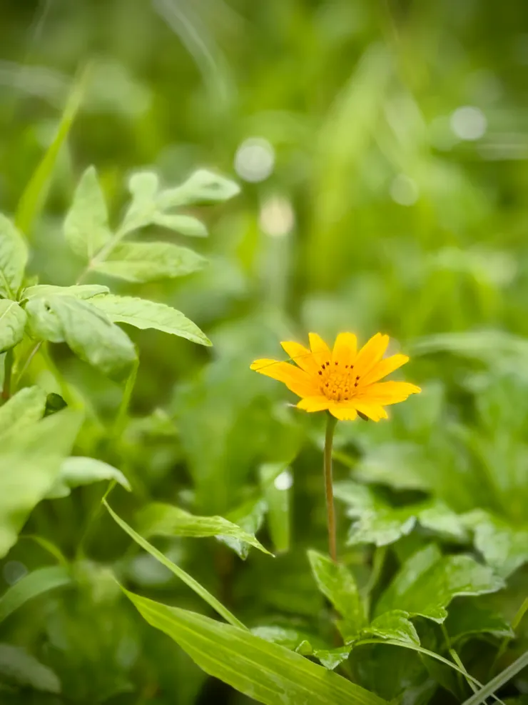 黃花蜜菜、地錦花或穿地龍，媽媽說葉子可熬煮成青草茶，清熱解毒