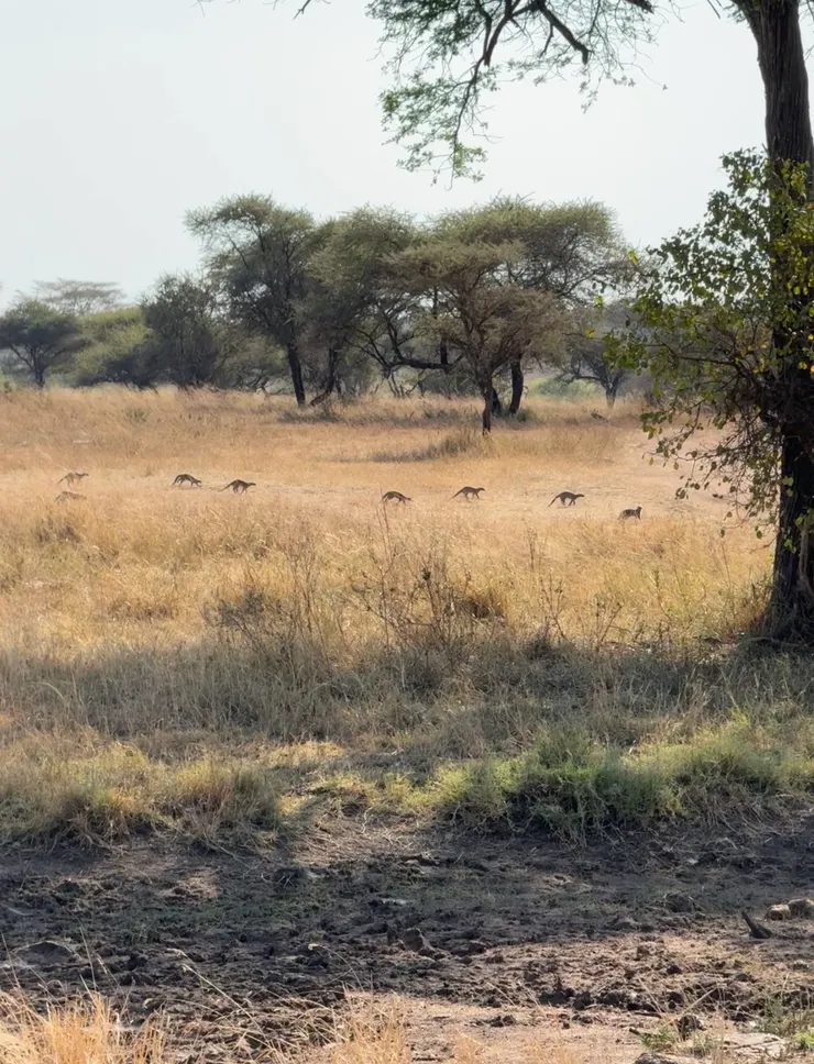 在路邊奔跑躲躲藏藏的條文獴
