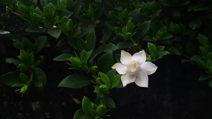 開於春天的梔子花。(自家種植）