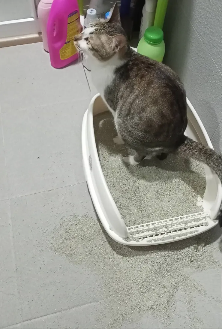 寶寶常自顧自的沒想太多，有點白目，但脾氣最好。