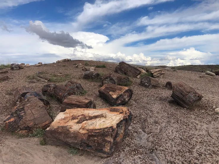 作者攝於 2022年10月｜化石森林國家公園 Giant Logs （原創作品，請勿擅自使用或轉載。）