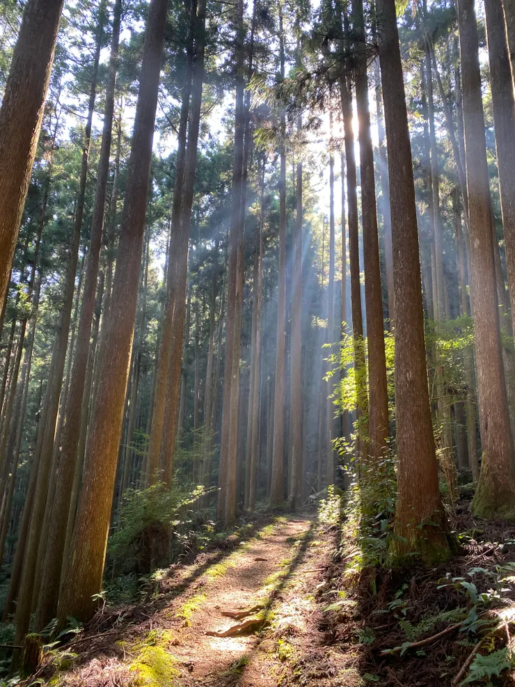 陽光從樹林間照射進來很美
