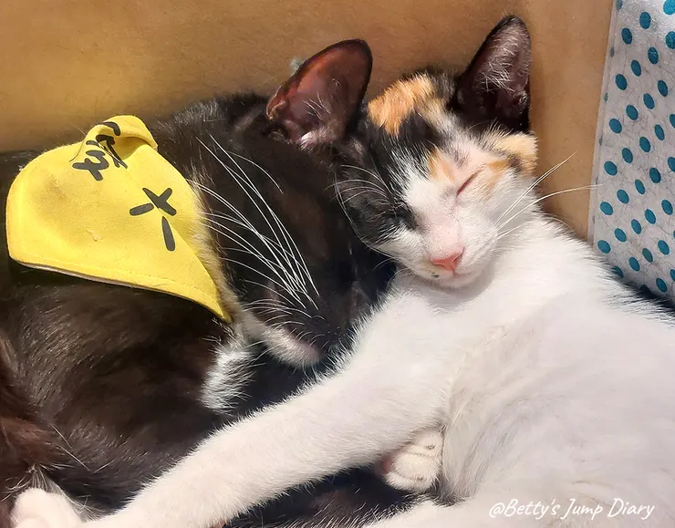 ▲踏踏咖啡-貓咪/圖片來源：Betty's Jump Diary