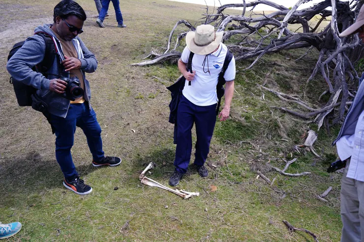 被某種動物嗑掉的袋鼠