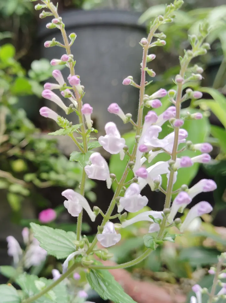 種不到一年的布烈氏黃芩竟也開始開花了，花形特別，跟另種相似的黃芩屬植物──田代氏黃芩不僅同是原生種，還是只有分布在台灣的特有種植物