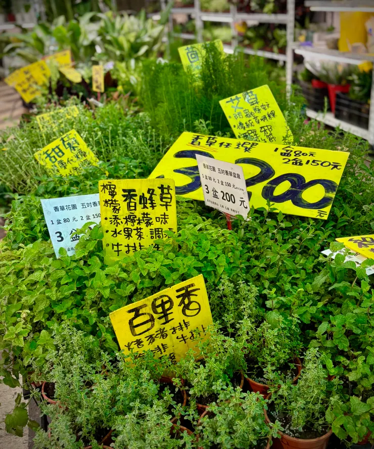 三盆$200的香草植物