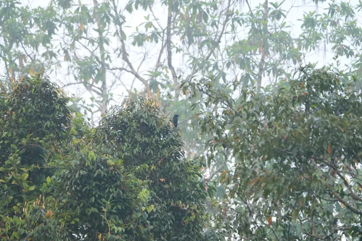 Sri Lanka Drogo（斯里蘭卡獨有種）