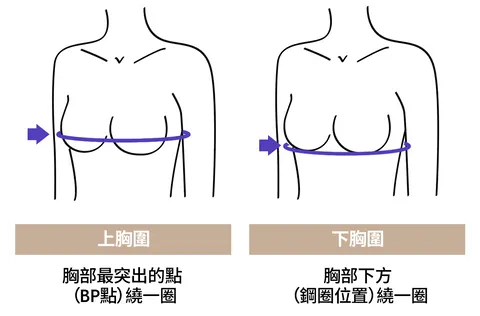 上下胸圍量度位置圖