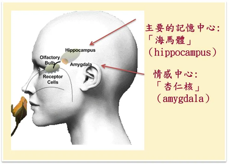 (圖1:資料來源:Smelling Your Memories? The Positive and Negative of the Proust Effect)