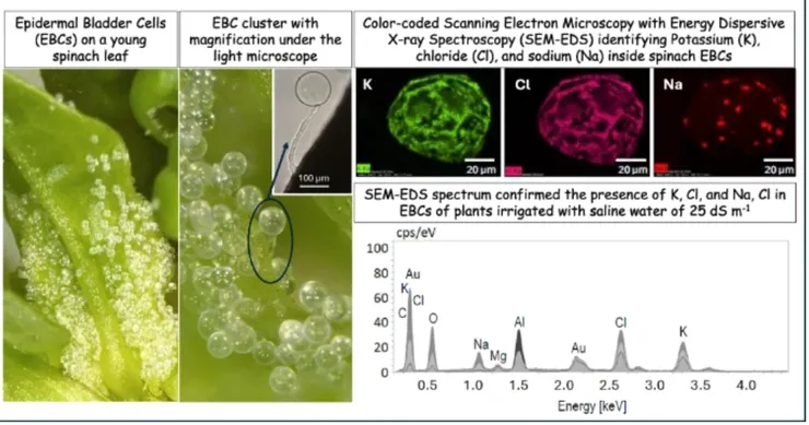菠菜的表皮鹽囊細胞。圖片取自期刊。