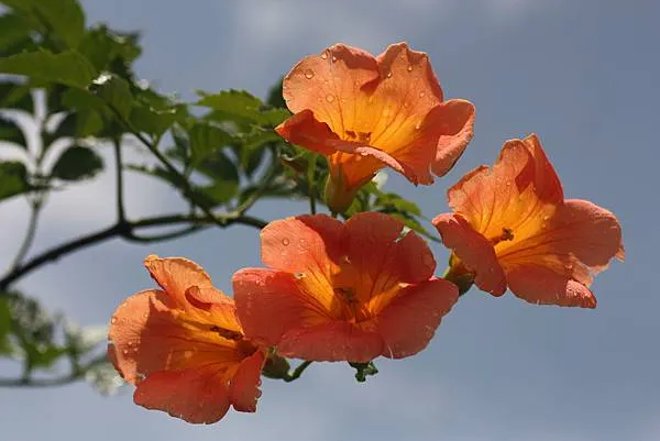 在陸游詩中，凌霄開出的花，因高出一般藩籬，被稱為「高花」；又因其橘紅、如酒杯的花形，被稱為「赤玉盞」。