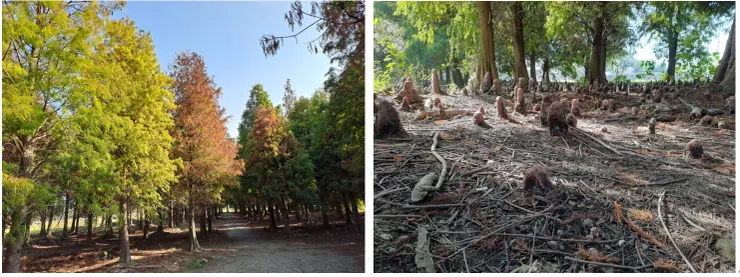 其實黃、綠、紅相間,也是極佳的饗宴