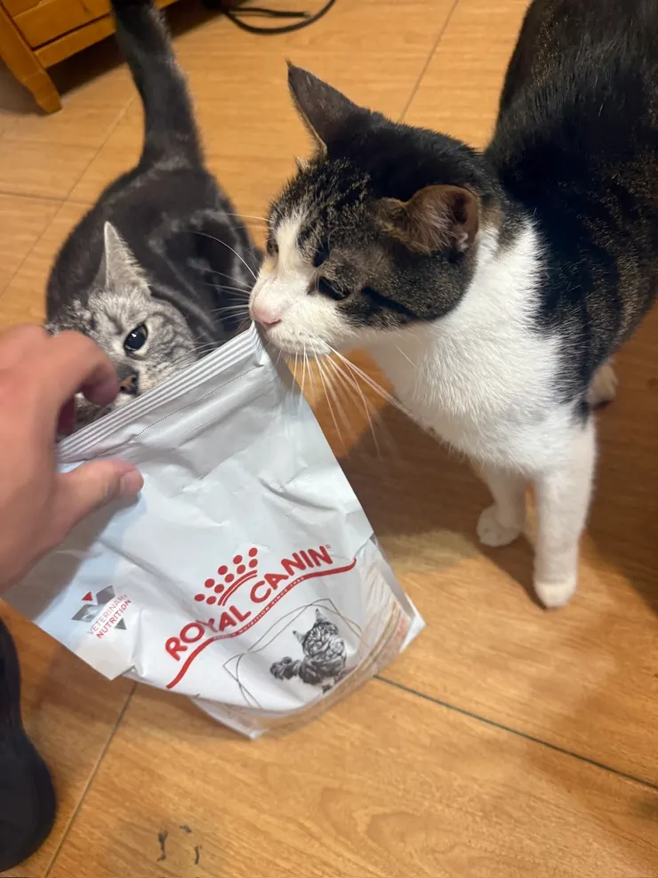 皇家的飼料好歸好....但也有可能造成貓咪挑嘴...