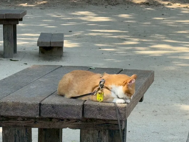 三十郎（さんじゅうろう）