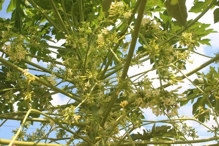 公木瓜花 抽長的花序盛放纍纍小花披垂下來，看起來亂雜卻有著流蘇的迷離風情，還會散發一種甜美的木瓜果香