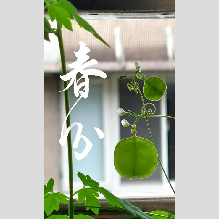 【節氣：春分】