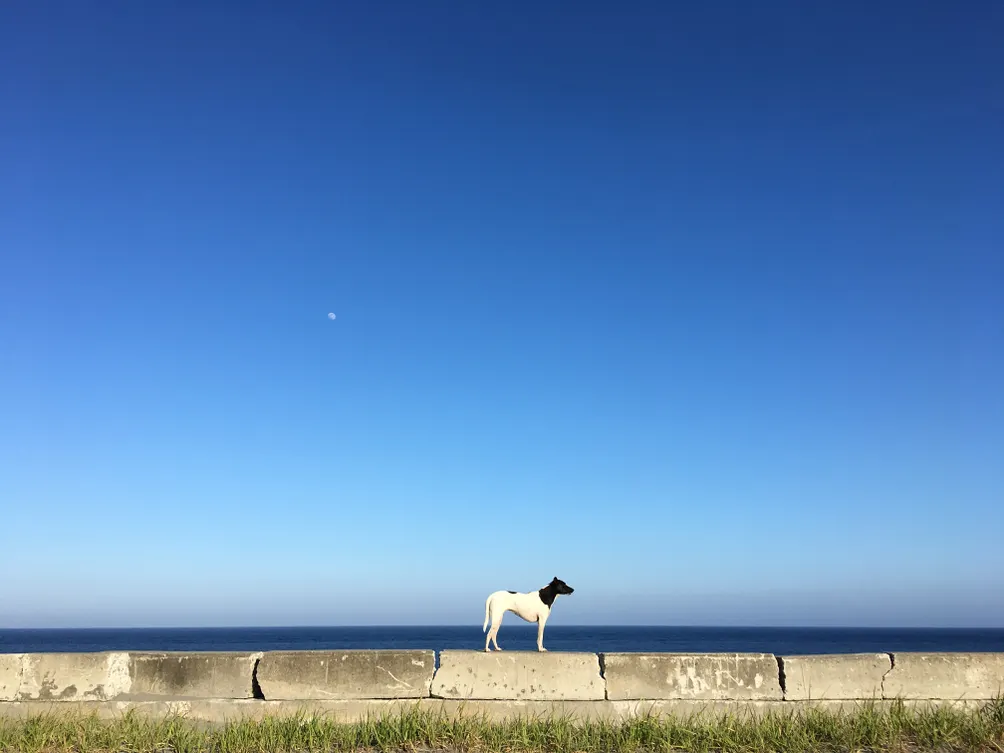 電影：言聲閱讀
