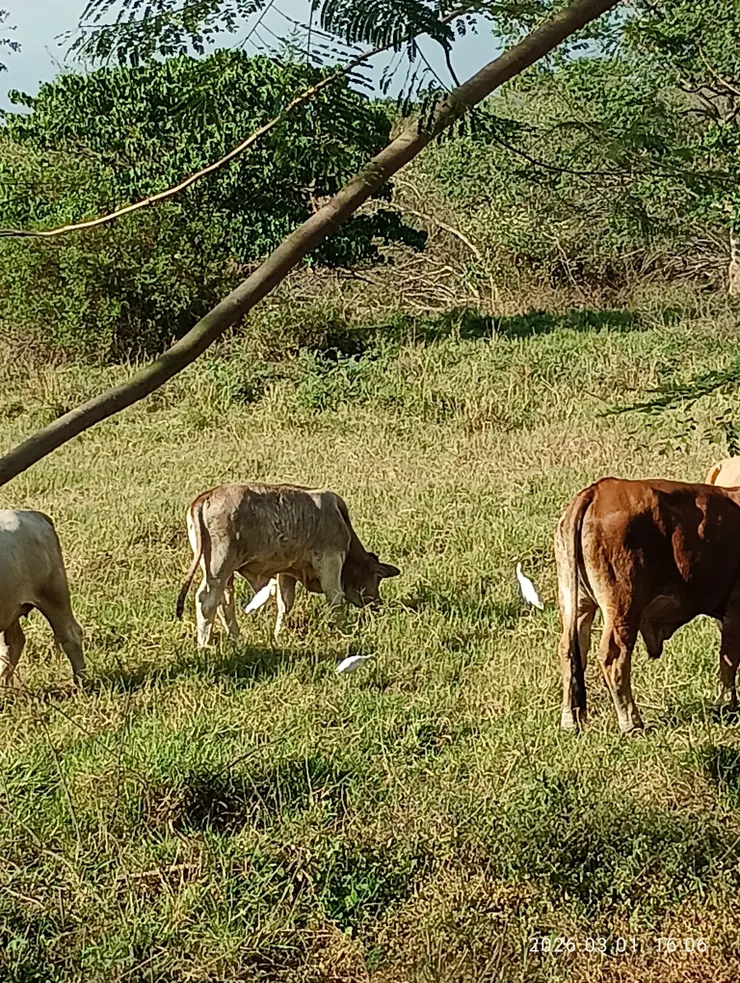 黃頭鷺也稱牛背鷺